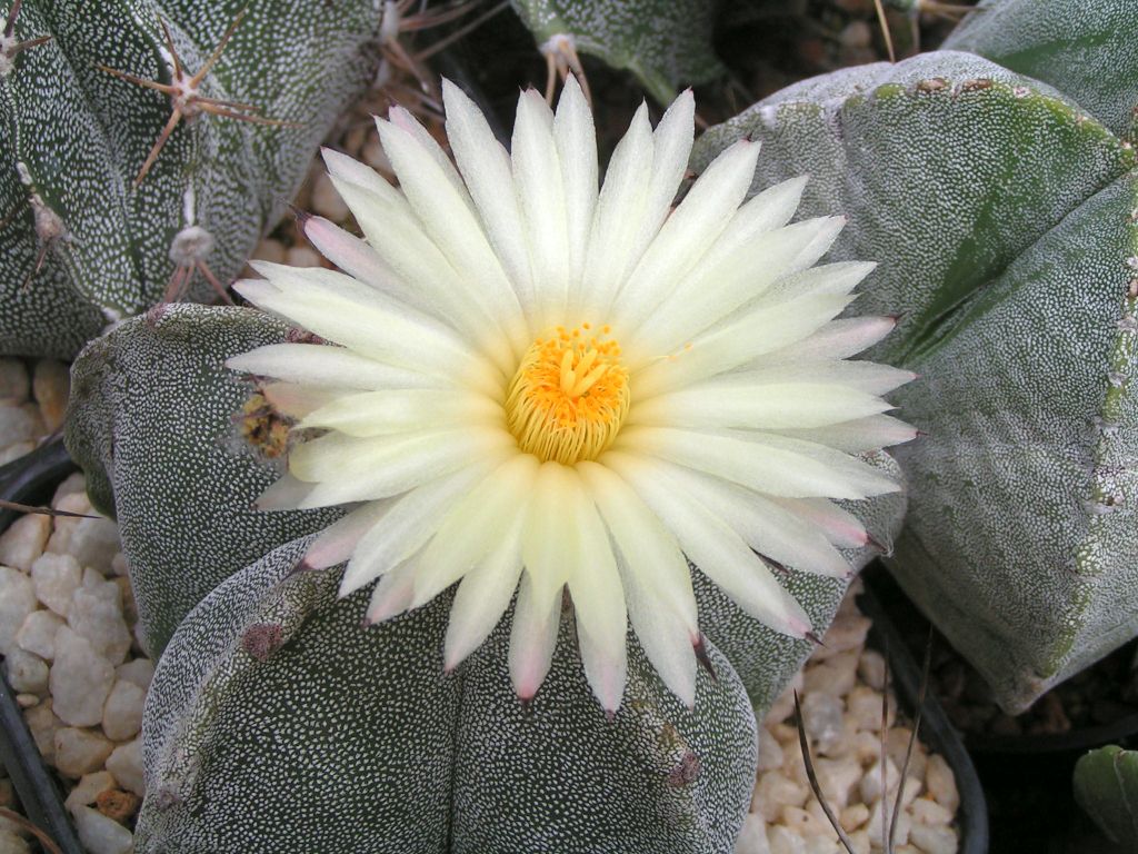 Astrophytum myriostigma